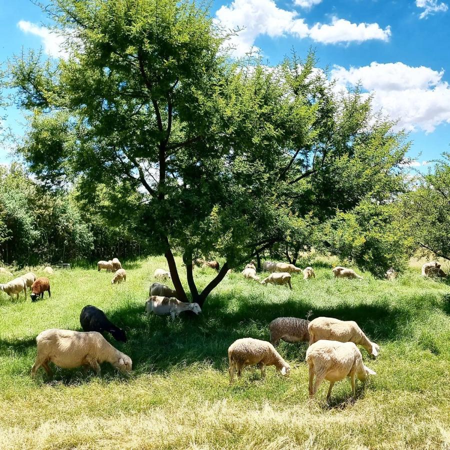 Liedjiesbos Urban Olive Farm Bed & Breakfast Bloemfontein Luaran gambar